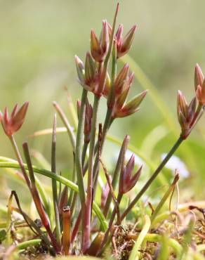 Fotografia 1 da espécie Juncus pygmaeus no Jardim Botânico UTAD