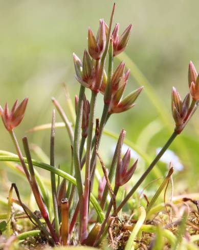 Fotografia de capa Juncus pygmaeus - do Jardim Botânico
