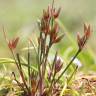 Fotografia 1 da espécie Juncus pygmaeus do Jardim Botânico UTAD