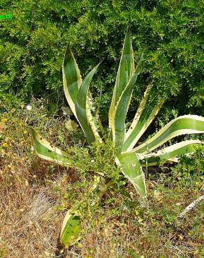 Fotografia 3 da espécie Agave americana subesp. americana no Jardim Botânico UTAD