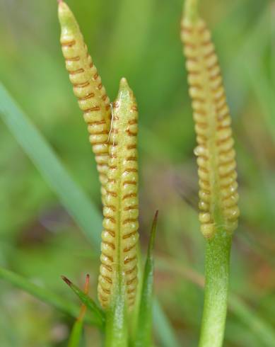 Fotografia de capa Ophioglossum azoricum - do Jardim Botânico