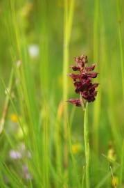 Fotografia da espécie Anacamptis coriophora