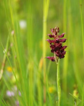 Fotografia 3 da espécie Anacamptis coriophora no Jardim Botânico UTAD