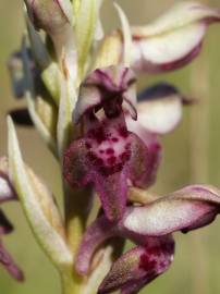 Fotografia da espécie Anacamptis coriophora