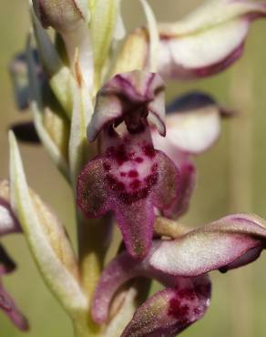 Fotografia 4 da espécie Anacamptis coriophora no Jardim Botânico UTAD