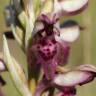 Fotografia 4 da espécie Anacamptis coriophora do Jardim Botânico UTAD