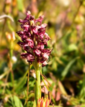 Fotografia 5 da espécie Anacamptis coriophora no Jardim Botânico UTAD