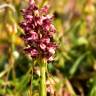 Fotografia 5 da espécie Anacamptis coriophora do Jardim Botânico UTAD