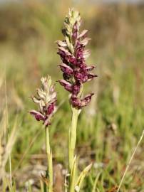 Fotografia da espécie Anacamptis coriophora