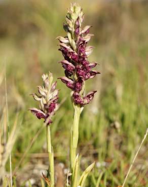 Fotografia 6 da espécie Anacamptis coriophora no Jardim Botânico UTAD