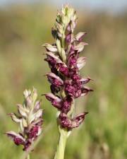 Fotografia da espécie Anacamptis coriophora