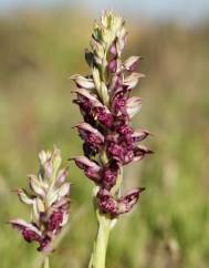 Anacamptis coriophora