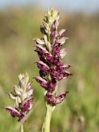 Fotografia da espécie Anacamptis coriophora