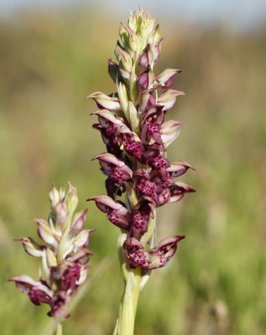 Fotografia de capa Anacamptis coriophora - do Jardim Botânico