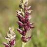 Fotografia 1 da espécie Anacamptis coriophora do Jardim Botânico UTAD