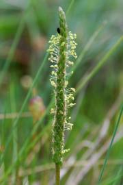 Fotografia da espécie Plantago serraria