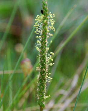 Fotografia 3 da espécie Plantago serraria no Jardim Botânico UTAD