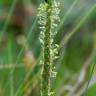 Fotografia 3 da espécie Plantago serraria do Jardim Botânico UTAD