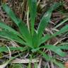 Fotografia 5 da espécie Plantago serraria do Jardim Botânico UTAD