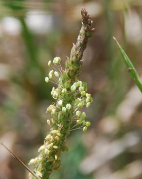 Fotografia 1 da espécie Plantago serraria no Jardim Botânico UTAD