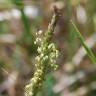 Fotografia 1 da espécie Plantago serraria do Jardim Botânico UTAD