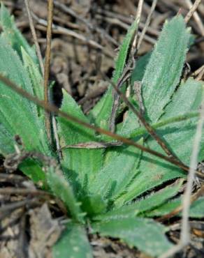 Fotografia 6 da espécie Plantago serraria no Jardim Botânico UTAD