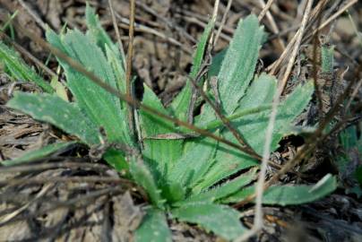 Fotografia da espécie Plantago serraria