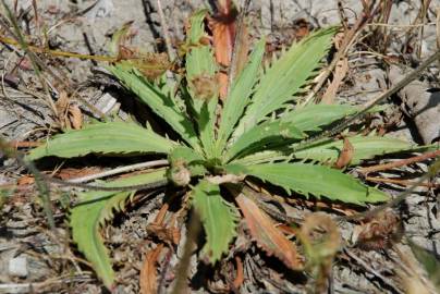 Fotografia da espécie Plantago serraria