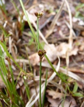 Fotografia 10 da espécie Juncus bulbosus no Jardim Botânico UTAD