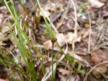 Fotografia da espécie Juncus bulbosus