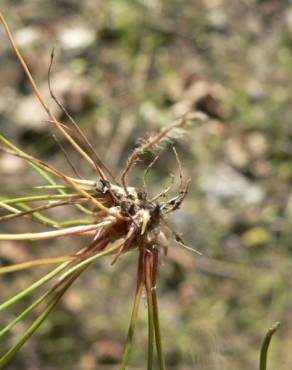 Fotografia 12 da espécie Juncus bulbosus no Jardim Botânico UTAD