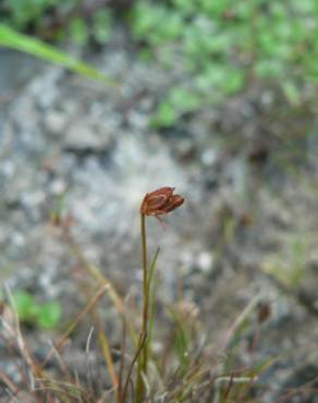 Fotografia 13 da espécie Juncus bulbosus no Jardim Botânico UTAD