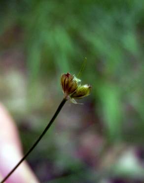 Fotografia 14 da espécie Juncus bulbosus no Jardim Botânico UTAD