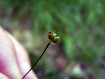 Fotografia da espécie Juncus bulbosus