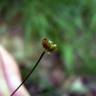 Fotografia 14 da espécie Juncus bulbosus do Jardim Botânico UTAD
