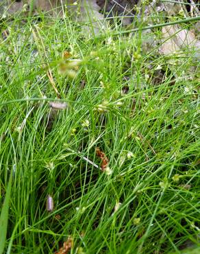 Fotografia 16 da espécie Juncus bulbosus no Jardim Botânico UTAD