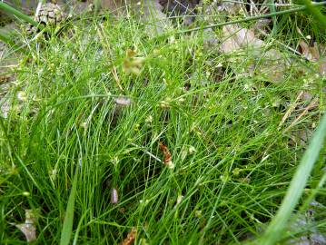 Fotografia da espécie Juncus bulbosus