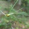 Fotografia 17 da espécie Juncus bulbosus do Jardim Botânico UTAD