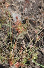 Fotografia da espécie Juncus bulbosus