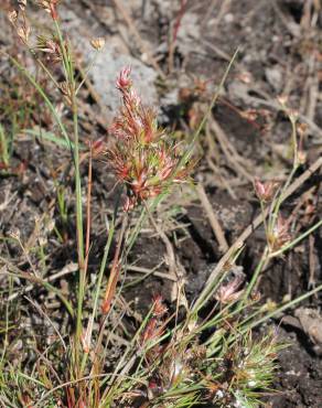 Fotografia 18 da espécie Juncus bulbosus no Jardim Botânico UTAD