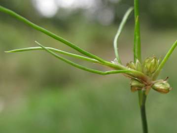 Fotografia da espécie Juncus bulbosus