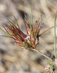 Juncus bulbosus