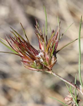 Fotografia 1 da espécie Juncus bulbosus no Jardim Botânico UTAD