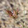 Fotografia 1 da espécie Juncus bulbosus do Jardim Botânico UTAD