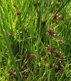 Fotografia da espécie Juncus bulbosus