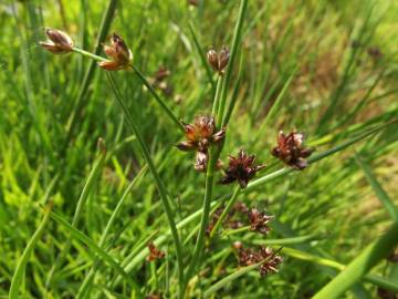 Fotografia da espécie Juncus bulbosus