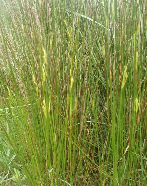 Fotografia 10 da espécie Juncus maritimus no Jardim Botânico UTAD