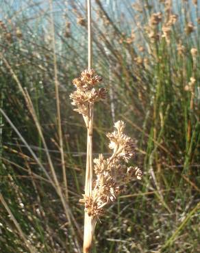 Fotografia 11 da espécie Juncus maritimus no Jardim Botânico UTAD