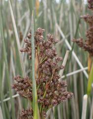 Juncus maritimus