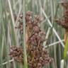 Fotografia 1 da espécie Juncus maritimus do Jardim Botânico UTAD